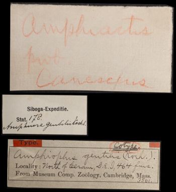 Media type: image;   Invertebrate Zoology OPH-3501 Aspect: labels